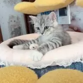 マンチカン(長足)【千葉県・男の子・2024年3月12日・シルバータビー】の写真1