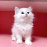 ミヌエット(長足)【千葉県・男の子・2023年8月16日・ホワイト】の写真4