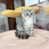 マンチカン(長足)【千葉県・男の子・2024年3月12日・シルバータビー】の写真5