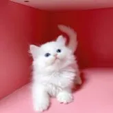 ミヌエット(長足)【千葉県・男の子・2023年8月16日・ホワイト】の写真5