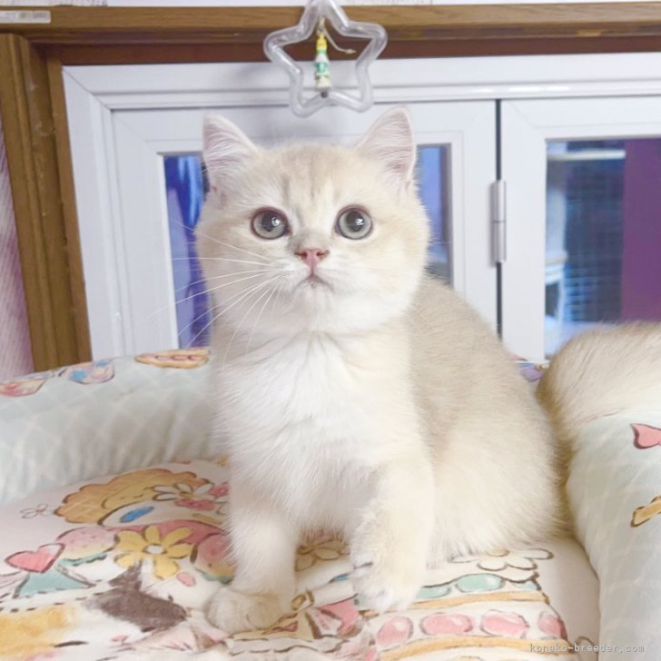 ブリーダー画像