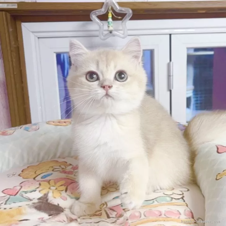 ブリティッシュショートヘア【千葉県・男の子・2025年7月16日・バンビブラッド・ライラックゴールデンシェーデッド】の写真1