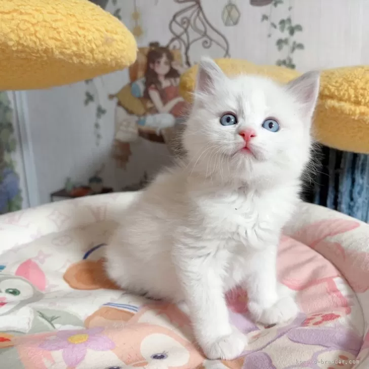 メロ 様のお迎えした子猫