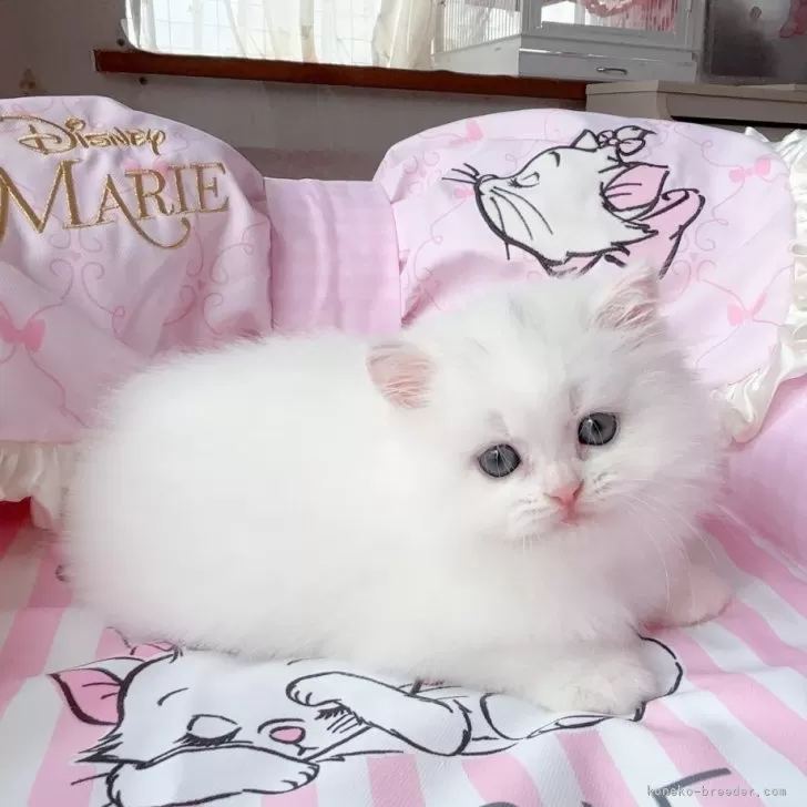 ID:2509-00854の子猫