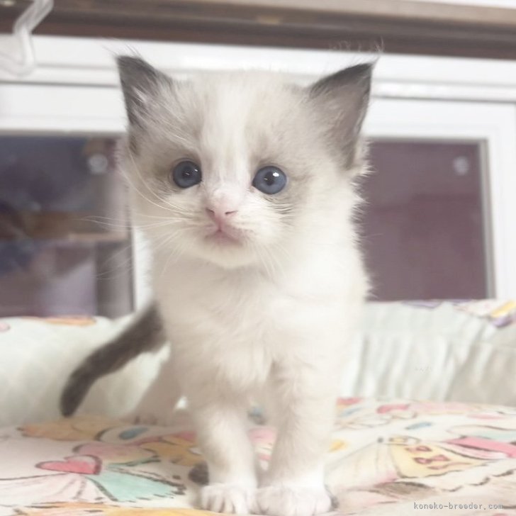 ブリーダー画像