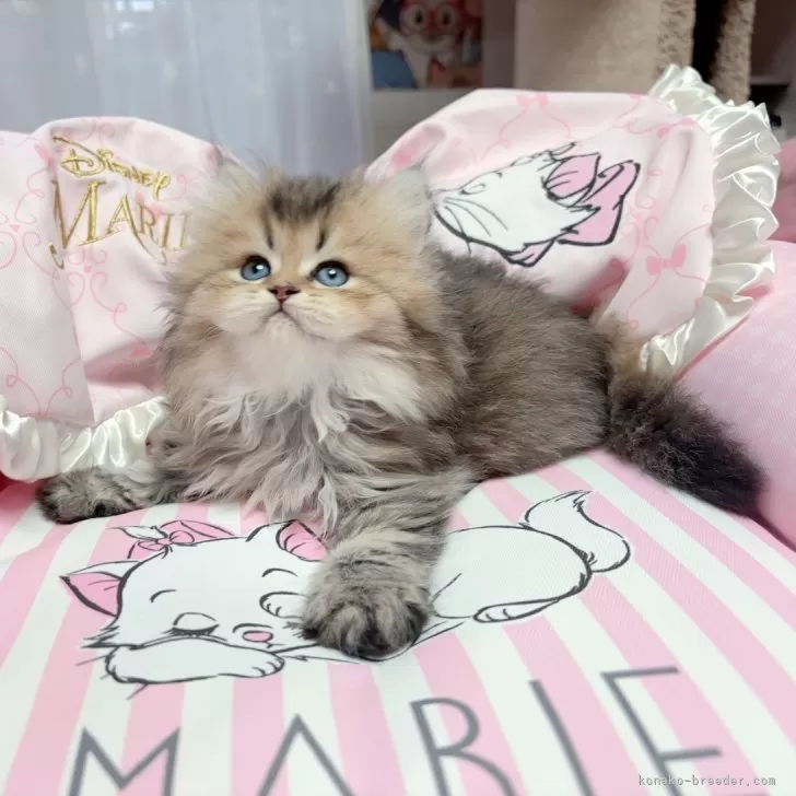 小俣 様のお迎えした子猫