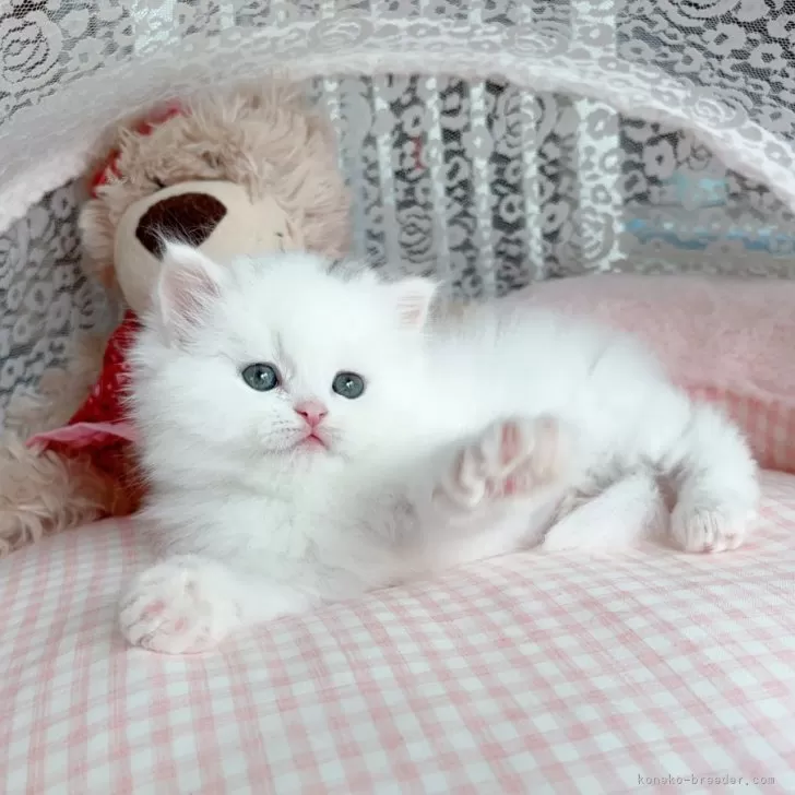 ID:2503-02777の子猫