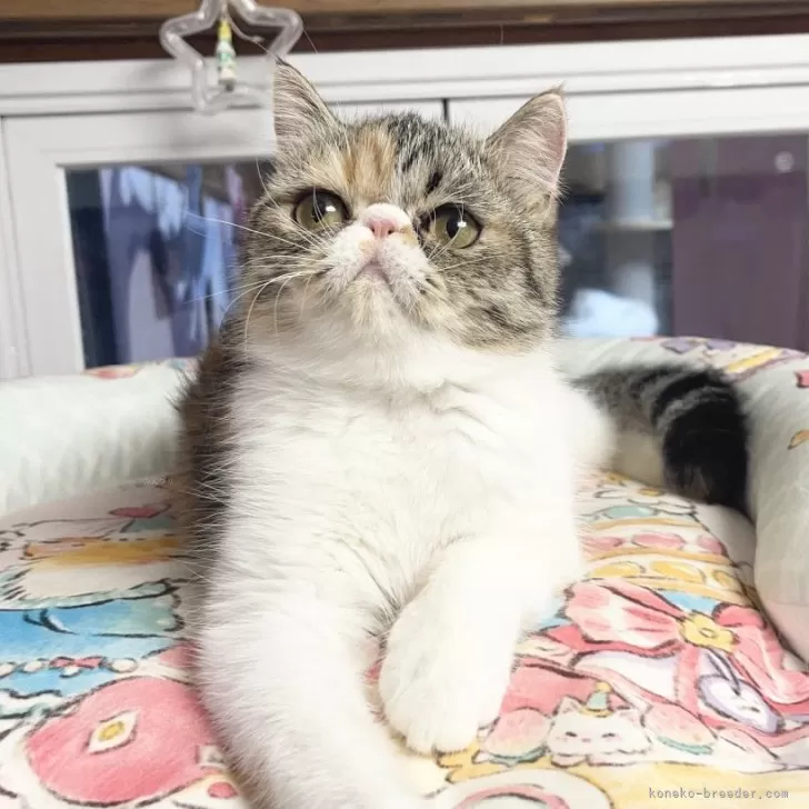 エキゾチックショートヘア【千葉県・女の子・2025年4月1日・キャリコ】の写真1