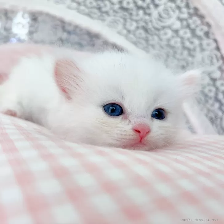 ID：2506-01055の子猫