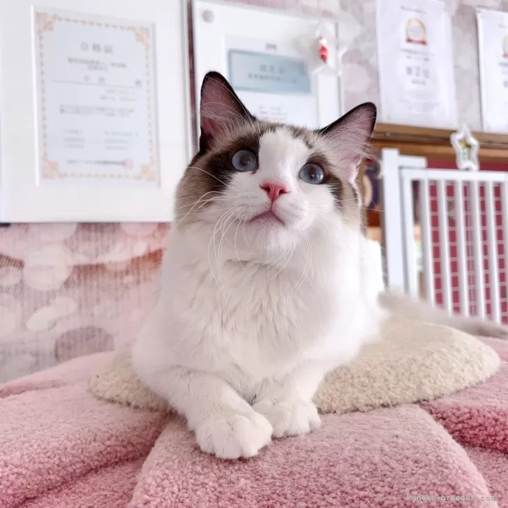 Y.A 様のお迎えした子猫