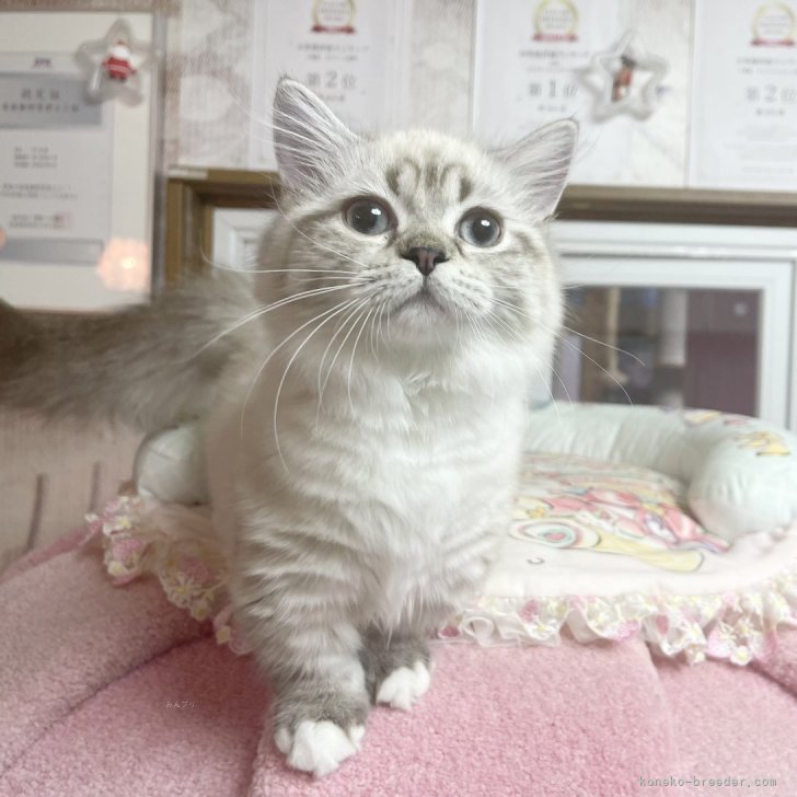 ブリーダー画像