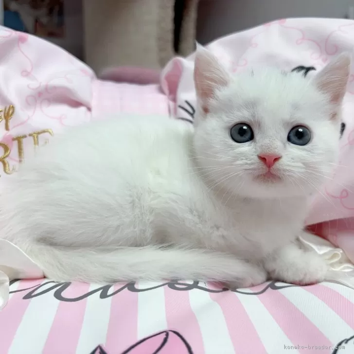 ID：2504-03583の子猫
