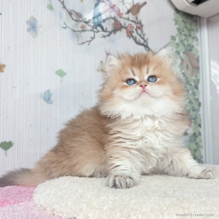 ブリーダー画像