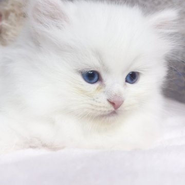 ミヌエット(長足)【千葉県・男の子・2025年9月5日・ホワイト（ふわふわ）】の写真「深くブルー目 可愛い王子」