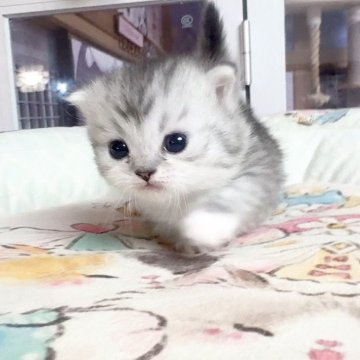 ミヌエット(短足)【千葉県・女の子・2025年12月12日・シルバー（ふわふわ）】の写真「まる顔　可愛いお嬢様」