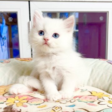 ミヌエット(長足)【千葉県・男の子・2025年10月8日・ホワイト（ふわふわ）】の写真「まる顔 優しい王子」