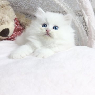 ミヌエット(長足)【千葉県・男の子・2025年9月5日・ホワイト（ふわふわ）】の写真「深くブルー目 可愛い王子」