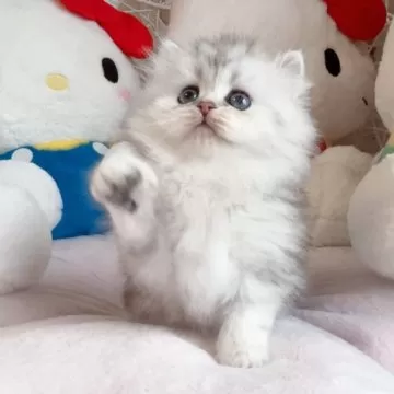 チンチラゴールデン♡子猫ちゃん♡アートドール♡ぬいぐるみ♡ベビー♡ 生後1か月♡チンチラゴールデン子猫ちゃん♡アートドール