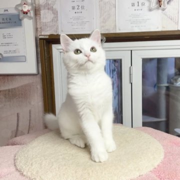 マンチカン(長足)【千葉県・男の子・2025年6月16日・ホワイト（ふわふわ）】の写真「性格が優しい王子  遊ぶのが大好き」