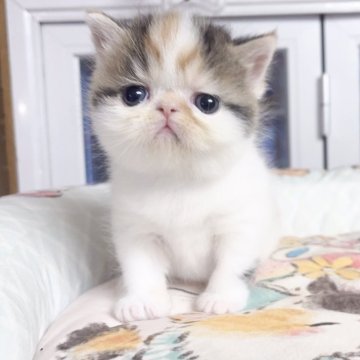 エキゾチックロングヘア【千葉県・女の子・2025年10月1日・キャリコ(ふわふわ)】の写真「まる顔、 可愛いお嬢さま」