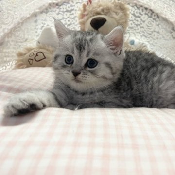 ミヌエット(長足)【千葉県・男の子・2025年8月27日・ブルータビー（ふわふわ）】の写真「大きな目 まる顔 可愛い王子」