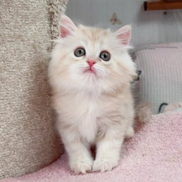 ミヌエット(長足)【千葉県・男の子・2025年5月17日・クリームタビー（ふわふわ）】の写真「大きな目　可愛い王子」