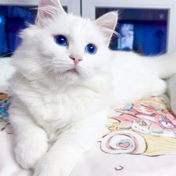 ミヌエット(短足)【千葉県・男の子・2025年7月1日・ホワイト（ふわふわ）】の写真「宝石のような青い瞳     穏やかな性格」