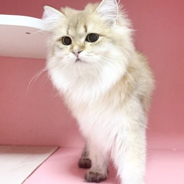 ブリティッシュショートヘア【千葉県・男の子・2025年4月1日・ゴールデン（ふわふわ）】の写真「穏やかな王子」