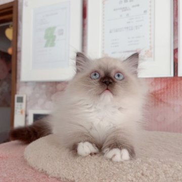 ミヌエット(短足)【千葉県・男の子・2025年8月8日・シールポイント（ふわふわ）】の写真「まる顔　可愛い王子」