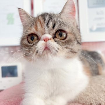 エキゾチックショートヘア【千葉県・女の子・2025年4月1日・キャリコ（短毛）】の写真「元気がよく、食欲も旺盛な子」