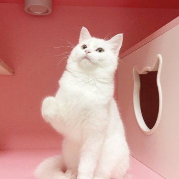 マンチカン(長足)【千葉県・女の子・2025年6月16日・ホワイト（ふわふわ）】の写真「性格が優しい    可愛いお姫様」