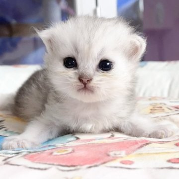 ペルシャ(チンチラ)【千葉県・女の子・2025年10月12日・シルバー（ふわふわ）】の写真「可愛いお姫様」