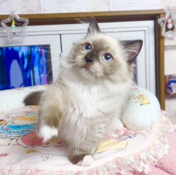 ミヌエット(短足)【千葉県・男の子・2025年8月8日・シールポイント（ふわふわ）】の写真「ゴロゴロして　優しい王子」