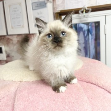 ミヌエット(短足)【千葉県・男の子・2025年8月8日・シールポイント（ふわふわ）】の写真「珍しい被毛 可愛い王子まる顔」