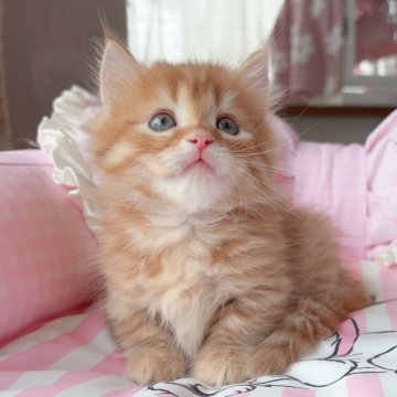 マンチカン(短足)【千葉県・男の子・2025年6月16日・レッドタビー（ふわふわ）】の写真「優しい性格　ふわふわ被毛　可愛い王子」