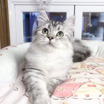 ミヌエット(短足)【千葉県・男の子・2025年7月1日・シルバー（ふわふわ）】の写真「穏やかな性格     遊ぶのが大好き」