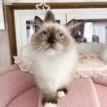 ミヌエット(短足)【千葉県・男の子・2025年8月8日・シールポイント（ふわふわ）】の写真「ゴロゴロして　優しい王子」