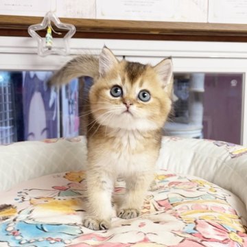 ミヌエット(長足)【千葉県・男の子・2025年8月27日・ゴールデン（ふわふわ）】の写真「まる顔   可愛い王子」