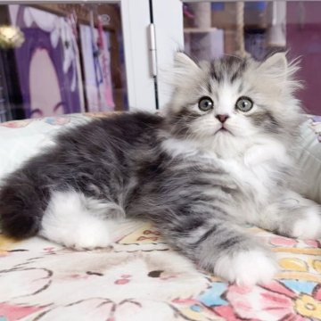 マンチカン(長足)【千葉県・男の子・2025年10月1日・ブルータビー（ふわふわ）】の写真「まる顔　優しい王子」