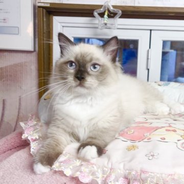 ミヌエット(短足)【千葉県・男の子・2025年8月8日・シールポイント（ふわふわ）】の写真「ゴロゴロして優しい王子」