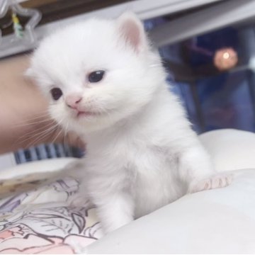 ミヌエット(長足)【千葉県・男の子・2025年10月8日・ホワイト（ふわふわ）】の写真「まる顔　優しい王子」