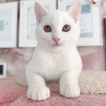 マンチカン(長足)【千葉県・男の子・2025年6月16日・ホワイト（ショートヘアー）】の写真「性格が優しい王子　触るとゴロゴロ」