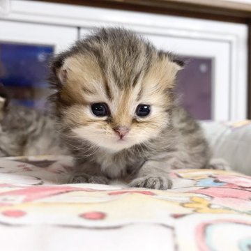 ペルシャ(チンチラ)【千葉県・女の子・2025年10月12日・ゴールデン（ふわふわ）】の写真「ふわふわ　　可愛いお姫様」