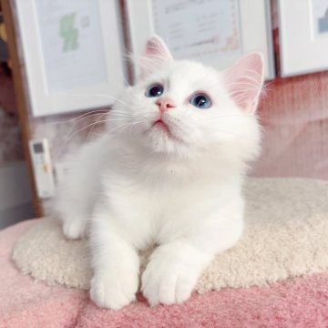ミヌエット(短足)【千葉県・男の子・2025年7月1日・ホワイト（ふわふわ）】の写真「宝石のような青い瞳    穏やかな性格」
