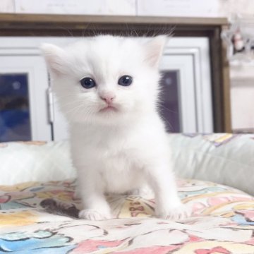 ミヌエット(長足)【千葉県・男の子・2025年10月8日・ホワイト（ふわふわ）】の写真「ふわふわ　可愛い王子」