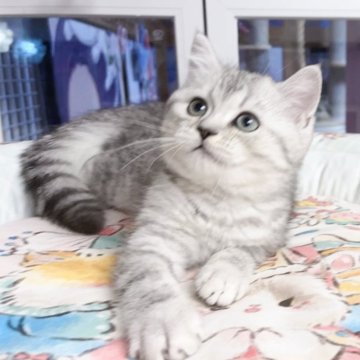 ミヌエット(長足)【千葉県・男の子・2025年8月27日・ブルータビー（ふわふわ）】の写真「大きな目  まる顔     可愛い王子」