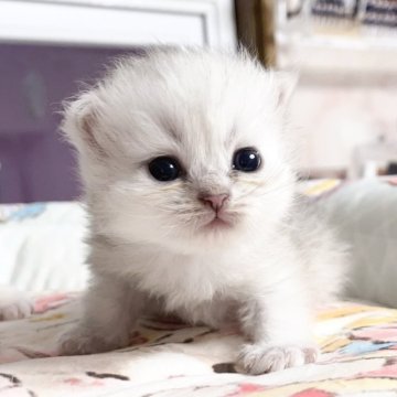 ペルシャ(チンチラ)【千葉県・男の子・2025年10月12日・シルバー（ふわふわ）】の写真「ふわふわ　　優しい王子」