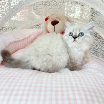 ミヌエット(短足)【千葉県・女の子・2025年8月8日・シールリンクスポイント（ふわふわ）】の写真「珍しい被毛　優しい性格　可愛いお姫様」