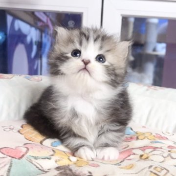 マンチカン(長足)【千葉県・男の子・2025年10月1日・ブルータビー（ふわふわ）】の写真「まる顔　優しい王子」