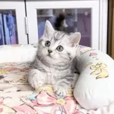 ミヌエット(長足)